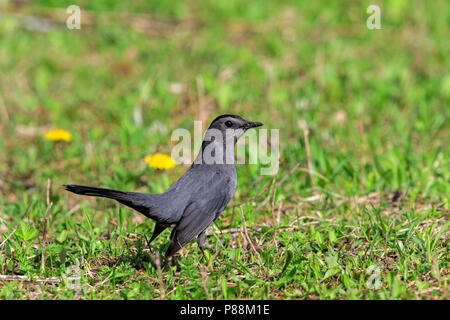 Grigio (catbird Dumetella carolinensis) Foto Stock