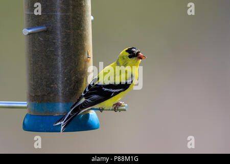 American cardellino (Spinus tristis) all'alimentatore Foto Stock