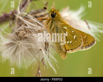 Kommavlinder / argento-spotted Skipper (Hesperia virgola) Foto Stock