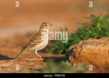 Imature corto-toed Lark (Calandrella brachydactyla brachydactyla) stando in piedi nelle steppe di spagnolo. Foto Stock