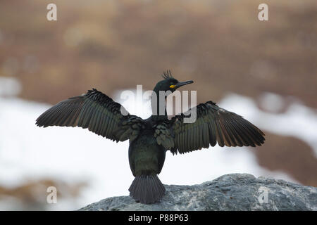 Marangone dal Ciuffo, Kuifaalscholver, Phalacrocorax aristotelis Foto Stock