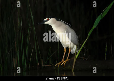 Kwak zittend op omgevallen boomstam bij waterkant; Nitticora appollaiato su alberi caduti a trunk waterside Foto Stock