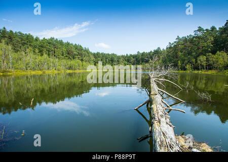 Vennen omgeving van Rheinsberg, Fens vicino a Rheinsberg Foto Stock