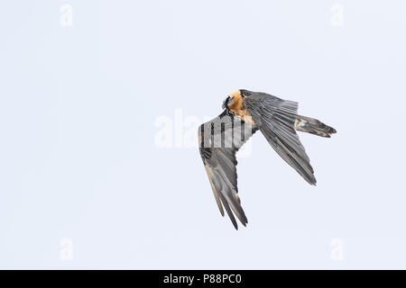 Gipeto (Gypaetus barbatus ssp. barbatus), in volo sopra coperta di neve Alpi in Svizzera, per adulti Foto Stock