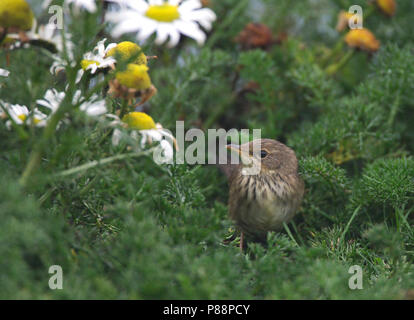 Primo-inverno Lanceolated trillo (Locustella lanceolata) sulle Isole Shetland. Foto Stock