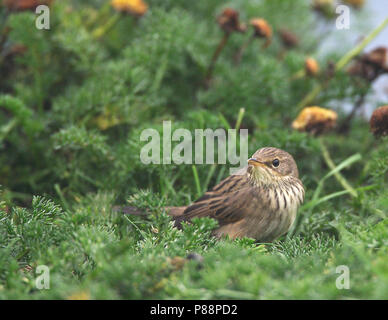 Primo-inverno Lanceolated trillo (Locustella lanceolata) sulle Isole Shetland. Foto Stock