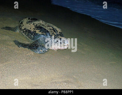 Lederschildpad de grootste schildpad ter wereld; Liuto tartaruga di mare (Dermochelys coriacea), la tartaruga più grande del pianeta Foto Stock