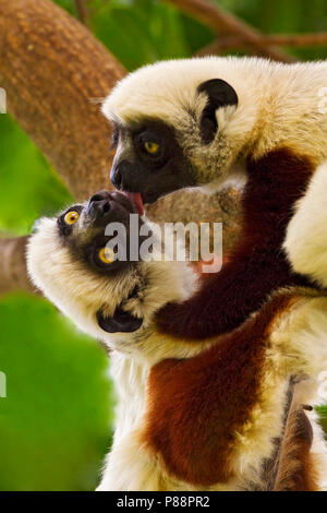 Coquerels kroonsifaka, Coquerel il sifaka Foto Stock