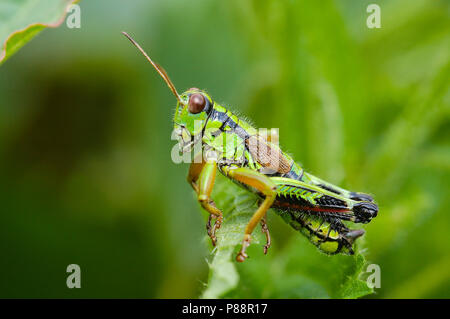 Groene Bergsprinkhaan, Montagna Verde Grasshopper Foto Stock
