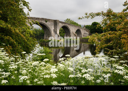 Pietra medievali arch Stirling Vecchio Ponte sul fiume Forth con letto Queen Annes pizzo bianco fiori Stirling Scozia Scotland Regno Unito Foto Stock