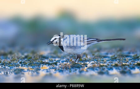 Wagtail marocchino - Bachstelze - Motacilla alba ssp. subpersonata, Marocco Foto Stock