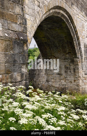 Medieval arcata in pietra del vecchio Stirling ponte sopra il fiume Forth con Wallace Monument e la regina Bianca Annes fiori di pizzo Stirling Scozia Scotland Regno Unito Foto Stock