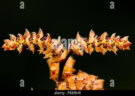 Wilde gagel, Bog-mirto Foto Stock