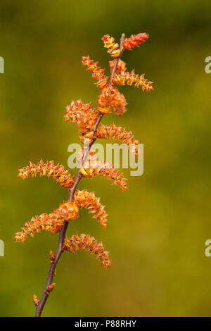 Wilde gagel, Bog-mirto Foto Stock