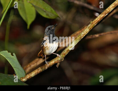 Castagno meridionale-tailed antbird (Myrmeciza hemimelaena) una specie di uccello dalla foresta amazzonica. Foto Stock