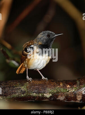 Castagno meridionale-tailed antbird (Myrmeciza hemimelaena) una specie di uccello dalla foresta amazzonica. Foto Stock