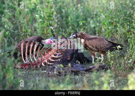 Kapgier, incappucciati avvoltoio, Necrosyrtes monachus Foto Stock