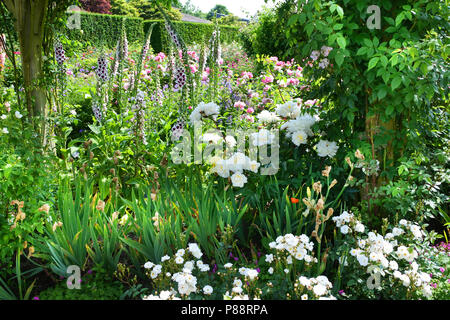 Un confine di colorata fioritura foxgloves ad RHS Rosemoor giardini, Devon, Regno Unito - Giovanni Gollop Foto Stock