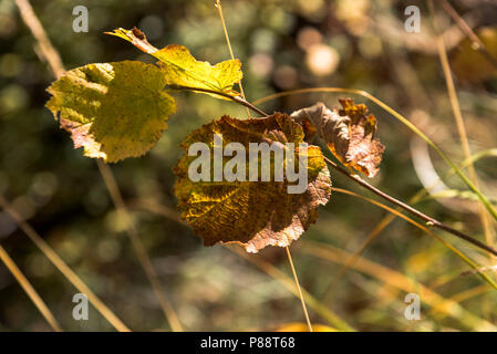 Colori dell'autunno. Foglie. Colores de Otoño. Hojas. Foto Stock