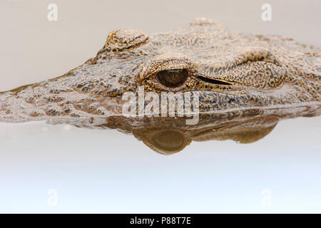 Metà Nijlkrokodil onder acqua; coccodrillo del Nilo sommerso Foto Stock