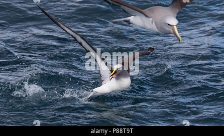 Northern Buller's Albatross (Thalassarche (bulleri) platei) vicino le Isole Chatham, Nuova Zelanda. Foto Stock