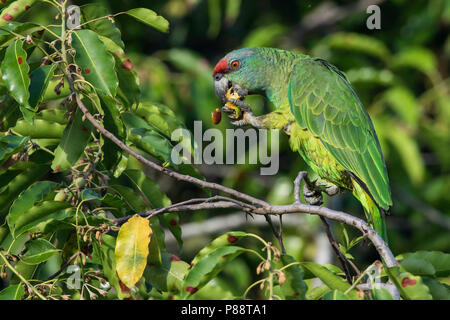 Festa del Nord Amazon (Amazona festiva bodini) mangiare frutta Foto Stock