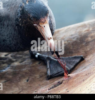 Il gigante del nord Petrel (Macronectes halli) mangiare da morto un Elefante marino del sud Foto Stock