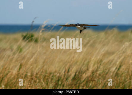 Casa settentrionale Martin - Mehlschwalbe - Delichon urbicum ssp. urbicum, Germania, per adulti Foto Stock