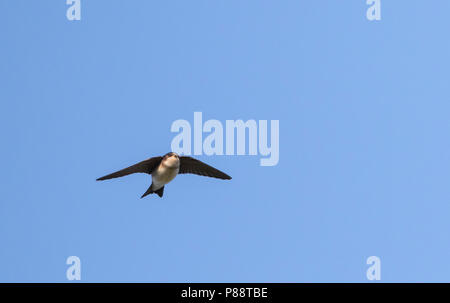 Casa settentrionale Martin - Mehlschwalbe - Delichon urbicum ssp. urbicum, Germania, capretti Foto Stock