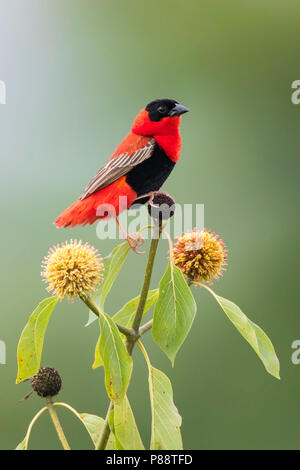 Nord Vescovo Rosso (Euplectes franciscanus arroccato su di un impianto. Foto Stock