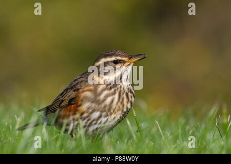 Redwing - Rotdrossel - Turdus iliacus ssp. iliacus, Germania, per adulti Foto Stock