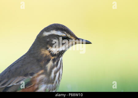 Redwing - Rotdrossel - Turdus iliacus ssp. iliacus, Germania, per adulti Foto Stock