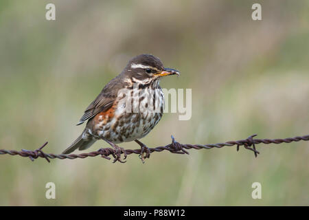 Redwing, Koperwiek, Turdus iliacus ssp. coburni, Islanda, adulti Foto Stock