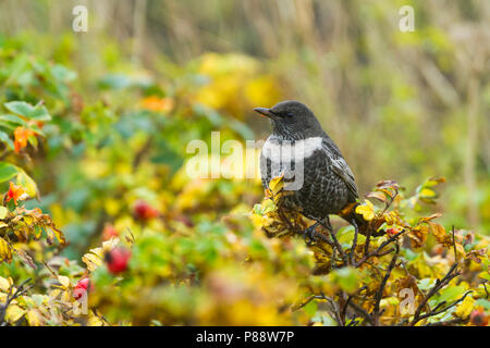 Ring Ouzel - Ringdrossel - Turdus torquatus ssp. torquatus, Germania, femmina adulta Foto Stock