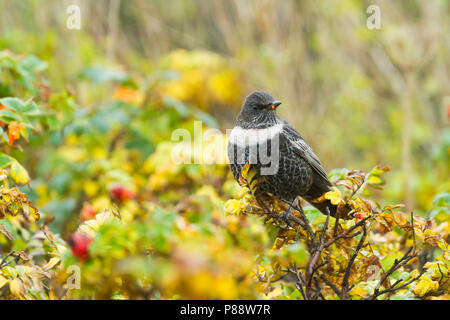 Ring Ouzel - Ringdrossel - Turdus torquatus ssp. torquatus, Germania, femmina adulta Foto Stock