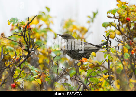 Ring Ouzel - Ringdrossel - Turdus torquatus ssp. torquatus, Germania, 1cy Foto Stock