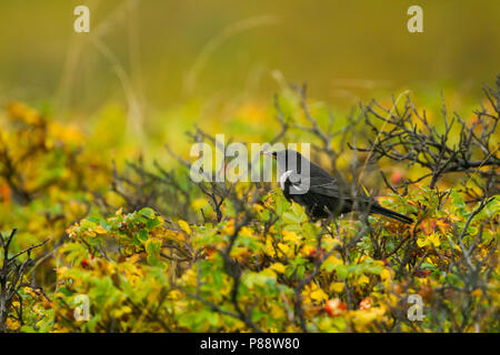 Ring Ouzel - Ringdrossel - Turdus torquatus ssp. torquatus, Germania, maschio adulto Foto Stock