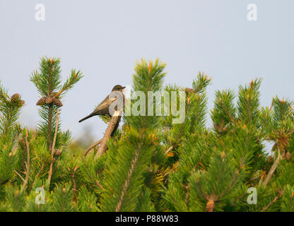 Ring Ouzel - Ringdrossel - Turdus torquatus ssp. torquatus, Germania Foto Stock