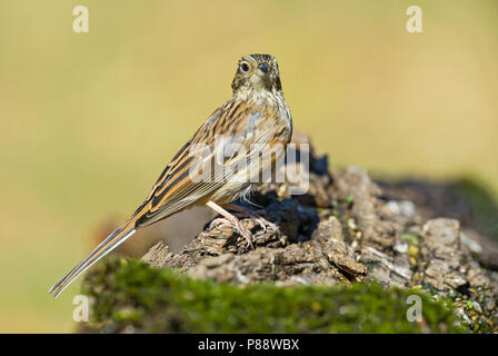 Rock Bunting (Emberiza cia) alla stazione di bere in Italia. Foto Stock