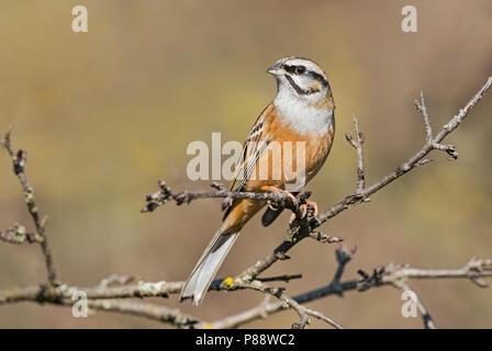 Rock Bunting (Emberiza cia) alla stazione di bere in Italia. Foto Stock