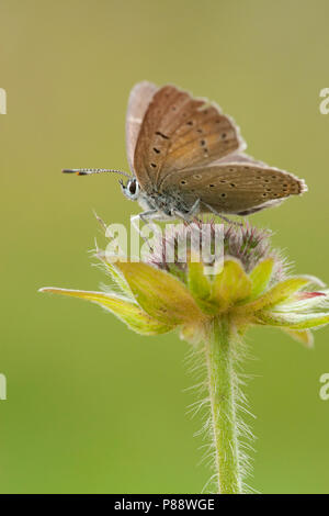 Rode vuurvlinder / viola-orlato di rame (Lycaena hippothoe) Foto Stock