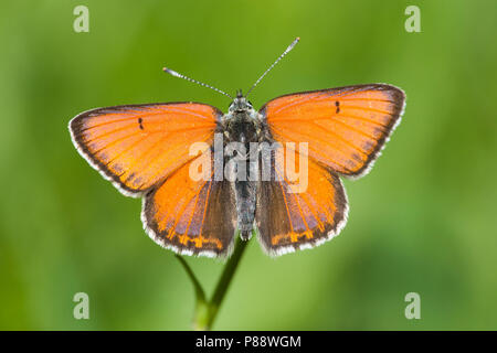 Rode vuurvlinder / viola-orlato di rame (Lycaena hippothoe) Foto Stock