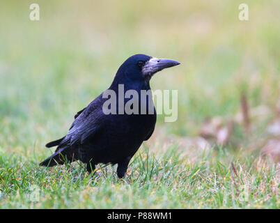 Rook - Saatkrähe - Corvus frugilegus ssp. frugilegus, Germania, per adulti Foto Stock