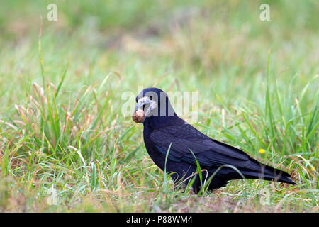 Rook - Saatkrähe - Corvus frugilegus ssp. frugilegus, Germania, per adulti Foto Stock