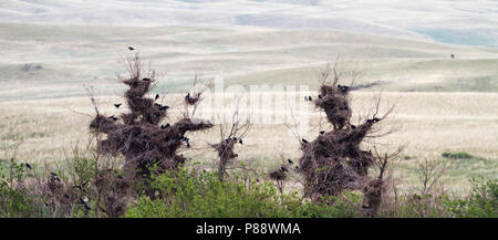 Rook - Saatkrähe - Corvus frugilegus ssp. frugilegus, Germania, Colonia Foto Stock