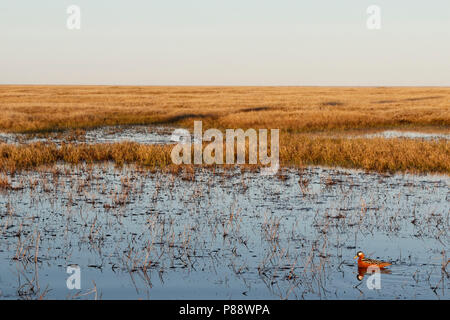 Grigio (Phalarope Phalaropus fulicarius) in Alaska Foto Stock