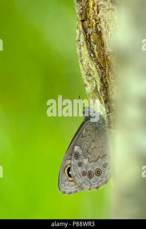 Rotsvlinder / grande parete marrone (Lasiommata maera) Foto Stock