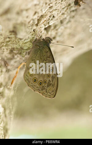 Rotsvlinder / grande parete marrone (Lasiommata maera) Foto Stock