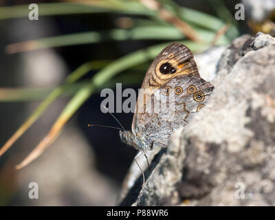 Rotsvlinder / grande parete marrone (Lasiommata maera) Foto Stock