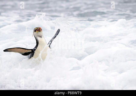 Royal Penguin (Eudyptes schlegeli) proveniente attraverso il surf sulla spiaggia e sulle isole di Macquarie, Australia Foto Stock